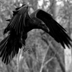 Meet your Posher, Night